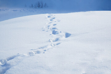 Fototapeta na wymiar Footprints in deep snow and a tree on horizon. Winter landscape
