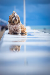shih tzu dog walks along the coast