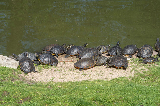 Turtles in the sun in El Retiro Park in Madrid