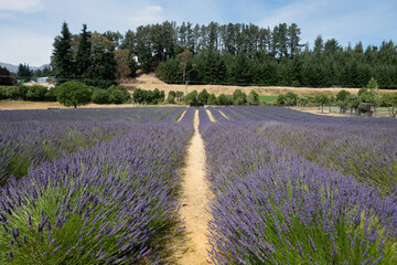 The beautiful lavender flower field in the Wanaka Lavender Farm having a lot of fragrant aromas and buzzing bees, Wanaka, New Zealand.