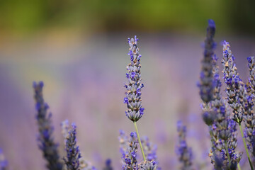 The beautiful lavender flower clusters in the Wanaka Lavender Farm are filled with fragrant aromas and buzzing bees gathering nectar, Wanaka, New Zealand.