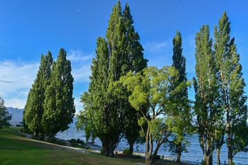 A view of old tall coniferous trees near the hotel and Lake Wanaka under fresh clear sky in summer season.