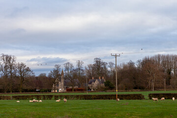 Obraz premium Sheep grazing on a pasture, Warwickshire, England