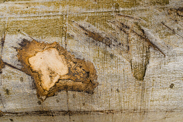 Broken Wood Trunk Texture