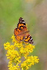 Painted Lady Butterfly  on a Goldenrod Flower