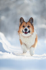 cute corgi dog runs through white snow in winter clear park