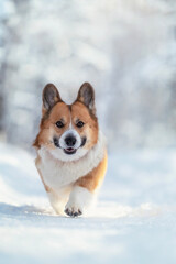 cute corgi dog walks on white snow in winter clear park
