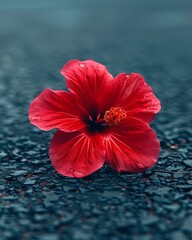 Lone Hibiscus on Rainy Street