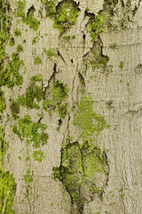 Oak Wood Bark Texture