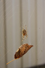 autumn spider horror