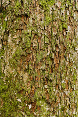 Trunk Bark Wood Texture