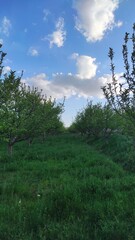 Obraz premium trees in the mountains