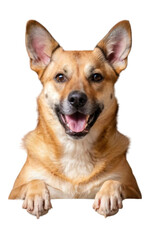 High quality backgroundless cutout of a Norwegian Lundehund dog to use above a sign