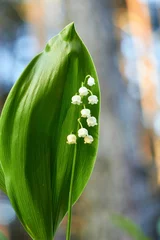 Deurstickers Lily-of-the-valley (Convallaria majalis) blooming in the spring forest.  © Nataliia