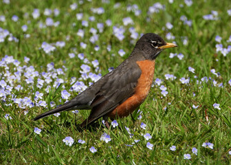 American Red Robin between blue flowers
