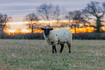 Suffolk sheep grazing on the field, Warwickshire, England