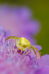 Veränderliche Krabbenspinne auf lila Blüte