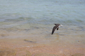 Seagull fly over sea ocean 