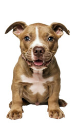 High quality backgroundless cutout of the full body of an adorable pitbull puppy dog - obrazy, fototapety, plakaty