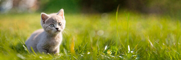 Naklejka na ściany i meble cute kitten on the grass. Selective focus.