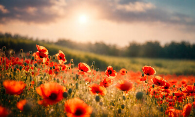 field with blooming poppies. Selective focus.