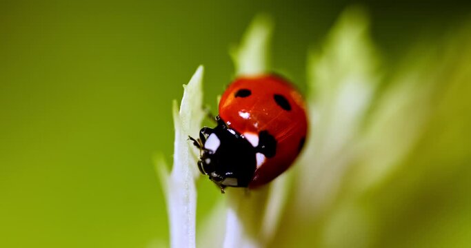 A ladybug perched on curly foliage in a macro shot, capturing the delicate details of nature. 