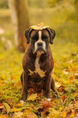 Beautiful brindle boxer dog is posing outside outdoors on fallen leaves with a one leaf on the head in autumn