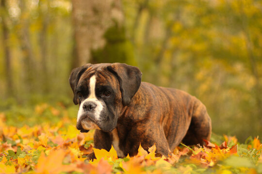Beautiful brindle boxer dog is posing outside outdoors on fallen leaves in autumn, portrait with a big head on yellow leaf’s colour