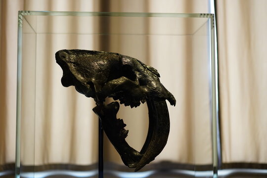 Schädel eines Smilodon fatalis ausgestellt im Museum für Naturkunde in Berlin am 01.03.2024
