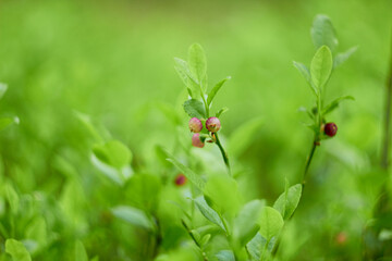 Blueberry flowers (Vaccínium myrtíllus) in spring forest
