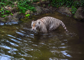 Naklejka premium The white tigers bath in a river