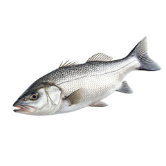 Fototapeta premium fresh fish on transparent background, clipping path, png, 