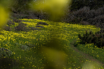 Yellow flowers and grass field
