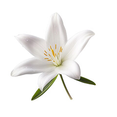 Rain Lily isolated on transparent background