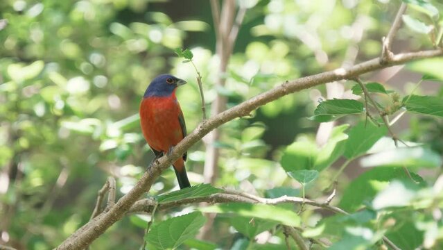 Colorful painted bunting bird in a tree