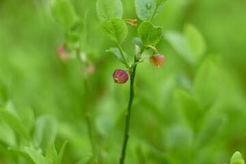 Blueberry flowers (Vaccínium myrtíllus) in spring forest
