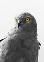 Fierce eye of Montagu's harrier at Bhigwan bird sanctuary, India