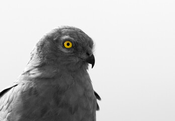 Portrait of a Montagu's harrier at Bhigwan bird sanctuary, India