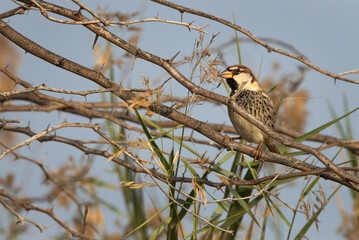 Spanish Sparrow perched on a tree, Bahrain .