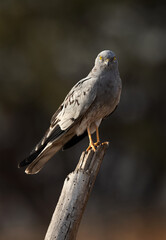 Obraz premium Closeup of a Montagu's harrier perched on a log at Bhigwan bird sanctuary, India
