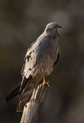 Montagu's harrier opening its mouth at Bhigwan bird sanctuary, India