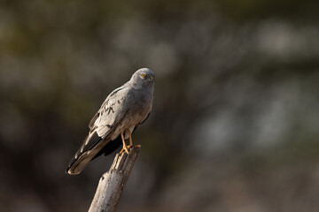 Montagu's harrier perched on a wooden log at Bhigwan bird sanctuary, India