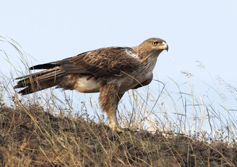 Bonelli's eagle perched on a mound at Bhigwan bird sanctuary, Maharashtra, India