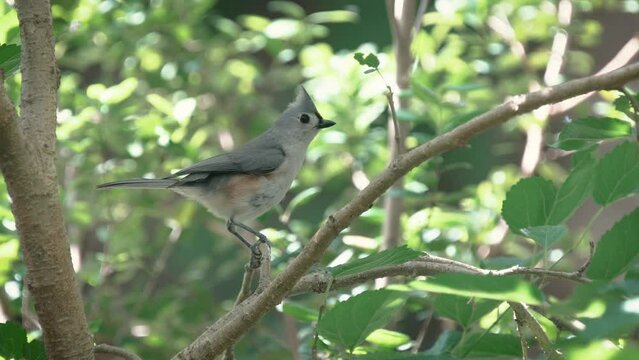 Tufted titmouse bird calls from a tree (with audio)