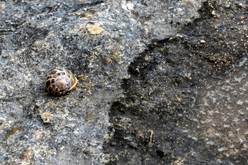 Sea snail sitting on a rock