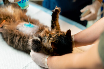 close up in a veterinary clinic veterinarian doctor squeezes blue lubricant onto the stomach of a...