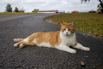Orange Tabby Farm Cat Laying on Asphalt Path