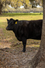 Fototapeta premium Black Angus Cow in Farm by Tree