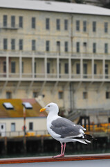 Fototapeta na wymiar A seagull on the deck of a tour boat facing the buildings of Alcatraz Island, San Francisco, California, USA.