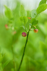 Blueberry flowers (Vaccínium myrtíllus) in spring forest
